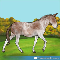 Horse Color:White Spotted Chestnut 