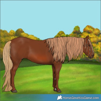 Horse Color:Chestnut 
