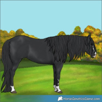 Horse Color:Black 