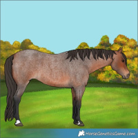 Horse Color:Bay Roan 
