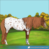 Horse Color:Chestnut Appaloosa