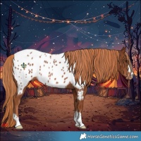 Horse Color:Chestnut Appaloosa