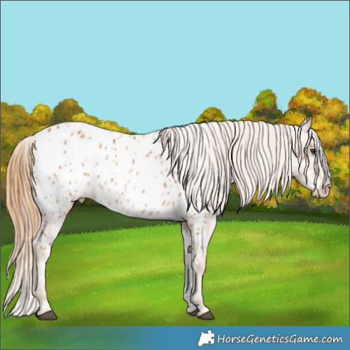 Horse Color:Chestnut Appaloosa 