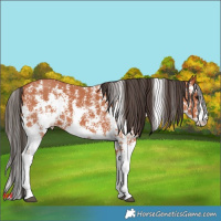 Horse Color:Bay Sabino 