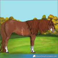 Horse Color:Chestnut Sabino 