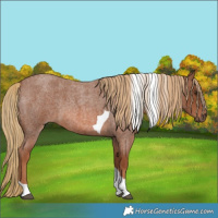 Horse Color:Red Roan Tobiano 