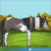 Horse Color:Grullo Splash Tobiano