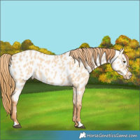 Horse Color:Red Dun Near Leopard 