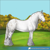 Horse Color:Gray Silver Smoky Grullo Tobiano Rabicano  and Gray Silver Smoky Grullo Tobiano Appaloosa Rabicano 