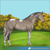 Horse Color:Silver Smoky Grullo Tobiano Rabicano 