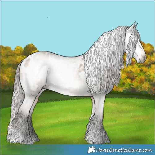 Horse Color:Gray Buckskin Dun Tobiano Appaloosa 