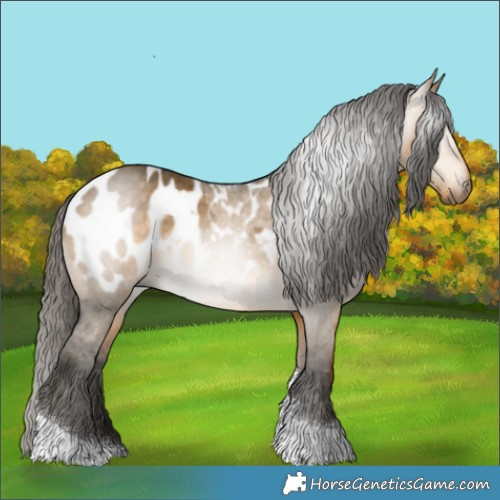 Horse Color:Gray Buckskin Dun Tobiano Appaloosa 