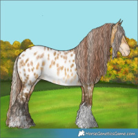 Horse Color:Gold Champagne Dun Sabino Appaloosa  and Gray Silver Sable Cream Champagne Dun Tobiano Appaloosa 