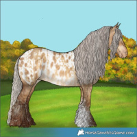 Horse Color:Silver Sable Cream Champagne Dun Sabino  and Gray Silver Sable Champagne Dun Sabino Appaloosa 