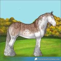 Horse Color:Liver Chestnut Sabino Splash Rabicano  and Liver Red Dun Sabino Splash Rabicano 
