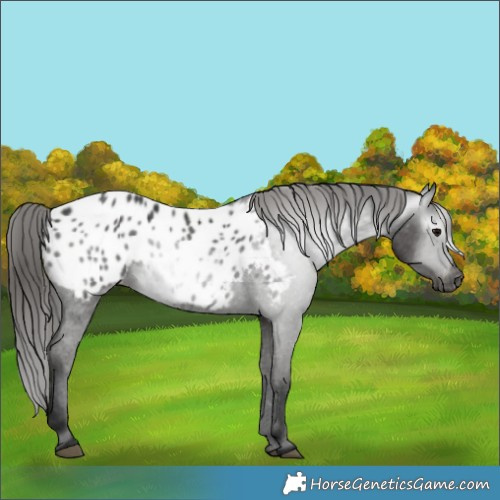 Horse Color:Gray Black Appaloosa 
