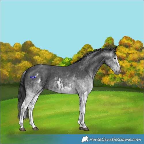 Horse Color:Gray White Spotted Black  and Gray White Spotted Black Splash 