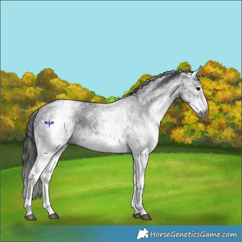 Horse Color:Gray White Spotted Black  and Gray White Spotted Black 