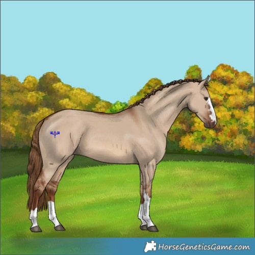 Horse Color:Red Dun 