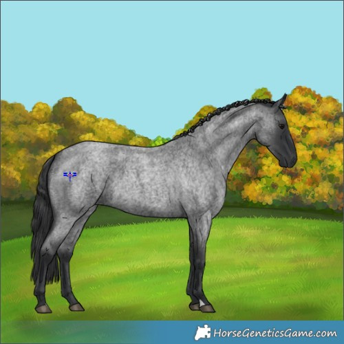 Horse Color:Blue Roan 