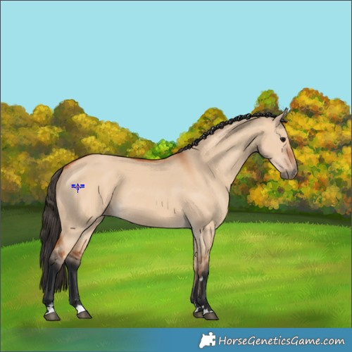 Horse Color:Bay Dun 