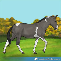 Horse Color:Grullo Splash Tobiano 