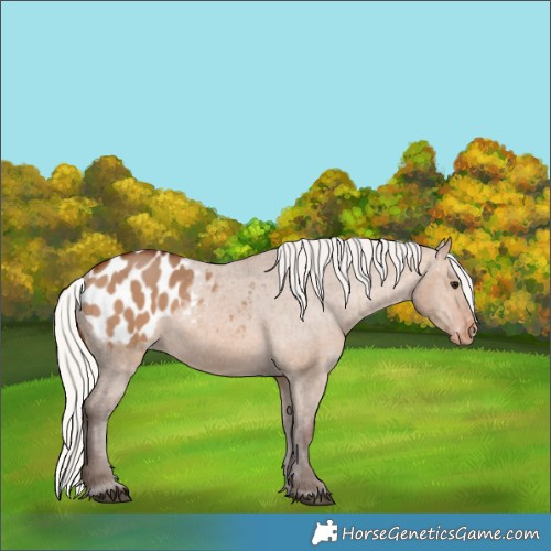 Horse Color:Silver Brown Dun Appaloosa 