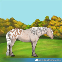Horse Color:Silver Brown Dun Blanket 