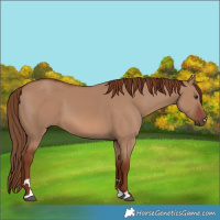 Horse Color:Red Dun