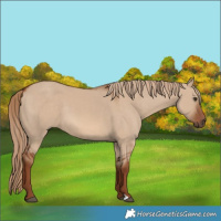 Horse Color:Red Dun 