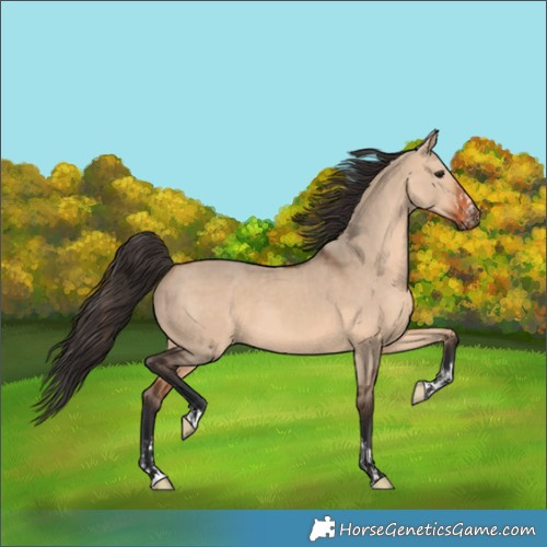 Horse Color:Bay Dun and Bay Dun