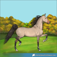 Horse Color:Bay Dun  and Bay Dun 