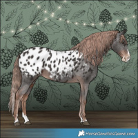 Horse Color:Liver Chestnut Splash Appaloosa 