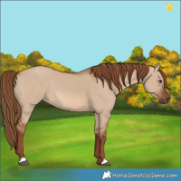 Horse Color:Red Dun Rabicano 