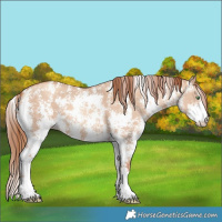 Horse Color:Gold Champagne Dun Sabino 