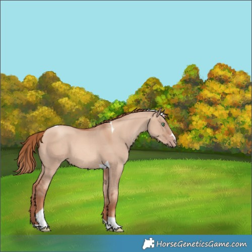 Horse Color:Gold Champagne Dun Tobiano 