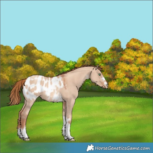 Horse Color:Gold Champagne Dun Sabino Appaloosa 
