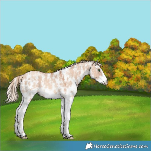 Horse Color:Gold Champagne Dun Sabino 
