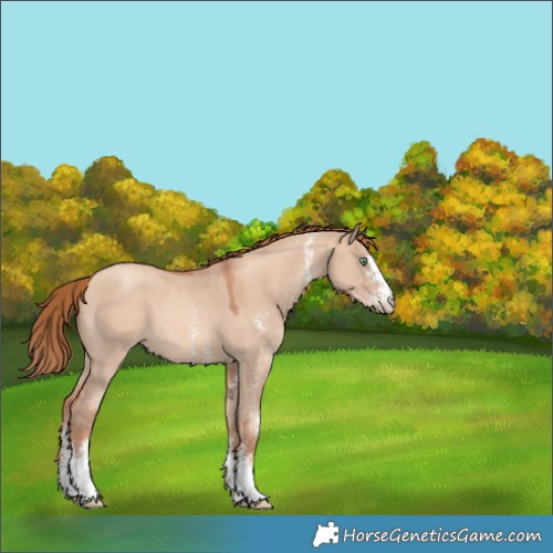 Horse Color:Gold Champagne Dun Sabino 