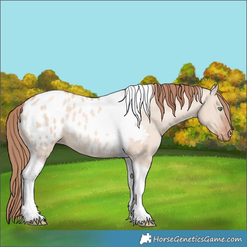 Horse Color:Gold Champagne Dun Tobiano Appaloosa 