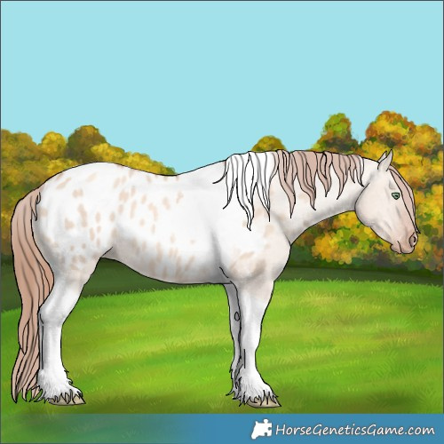 Horse Color:Gold Champagne Dun Tobiano Blanket 