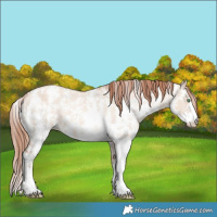 Horse Color:Gold Champagne Dun Sabino Appaloosa Rabicano