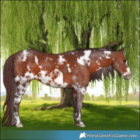 Horse Color:White Spotted Chocolate Brown Frame 