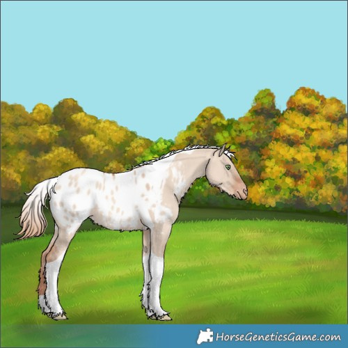 Horse Color:Gold Champagne Dun Tobiano Appaloosa 