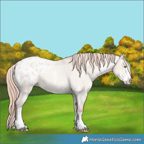 Horse Color:Gold Champagne Dun Sabino Blanket 