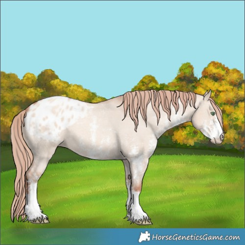 Horse Color:Gold Champagne Dun Sabino Appaloosa 