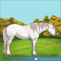 Horse Color:Gold Champagne Dun Sabino Blanket 