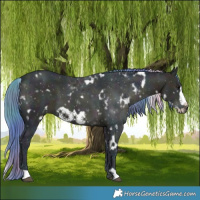 Horse Color:Nacre Watercolor White Spotted Midnight Chocolate Bay Ice Frame 
