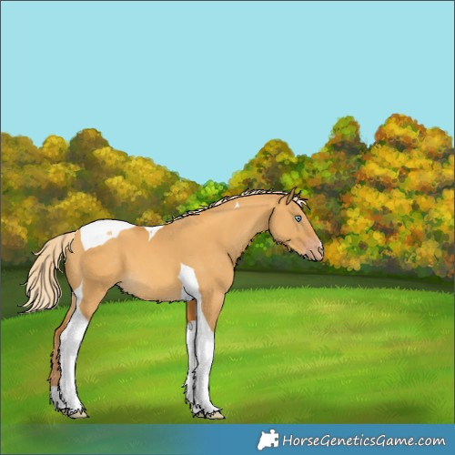 Horse Color:Gold Cream Champagne Dun Tobiano 