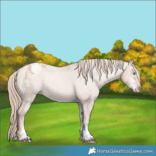 Horse Color:Gold Champagne Dun Sabino Blanket 